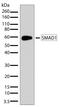 SMAD Family Member 1 antibody, 701168, Invitrogen Antibodies, Western Blot image 