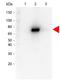 AKT Serine/Threonine Kinase 2 antibody, orb345012, Biorbyt, Western Blot image 