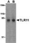 TLR11 antibody, MBS150272, MyBioSource, Western Blot image 