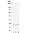 C-X-C Motif Chemokine Ligand 9 antibody, R32197, NSJ Bioreagents, Western Blot image 