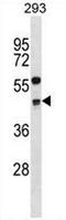 Cyclin G2 antibody, AP50814PU-N, Origene, Western Blot image 