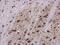 Ribosomal Protein S6 antibody, PA5-78155, Invitrogen Antibodies, Immunohistochemistry paraffin image 