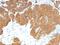 Parathyroid Hormone antibody, NBP2-48374, Novus Biologicals, Immunohistochemistry paraffin image 