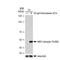 Mitogen-Activated Protein Kinase Kinase 1 antibody, GTX03218, GeneTex, Western Blot image 