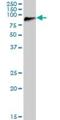 Diacylglycerol Kinase Gamma antibody, H00001608-B01P, Novus Biologicals, Western Blot image 