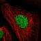Dachshund homolog 1 antibody, HPA012672, Atlas Antibodies, Immunocytochemistry image 