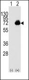 Acyl-CoA Oxidase 1 antibody, PA5-12212, Invitrogen Antibodies, Western Blot image 