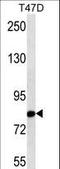 THO Complex 1 antibody, LS-C161858, Lifespan Biosciences, Western Blot image 