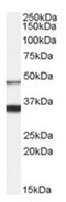 Hypocretin Receptor 1 antibody, AP31067PU-N, Origene, Western Blot image 