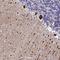Centrosomal Protein 55 antibody, NBP1-91778, Novus Biologicals, Immunohistochemistry frozen image 