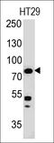 Moesin antibody, GTX34846, GeneTex, Western Blot image 
