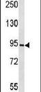 Prospero Homeobox 1 antibody, PA5-11899, Invitrogen Antibodies, Western Blot image 