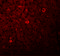 LYR motif-containing protein 1 antibody, 5659, ProSci, Immunofluorescence image 