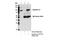 Karyopherin Subunit Beta 1 antibody, 60769S, Cell Signaling Technology, Immunoprecipitation image 