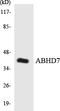 Epoxide Hydrolase 4 antibody, LS-C200072, Lifespan Biosciences, Western Blot image 