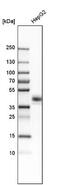 CXADR Ig-Like Cell Adhesion Molecule antibody, NBP1-88193, Novus Biologicals, Western Blot image 