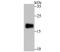 CD3g Molecule antibody, A04853-1, Boster Biological Technology, Western Blot image 