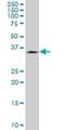 Tripartite Motif Containing 40 antibody, H00135644-B01P, Novus Biologicals, Western Blot image 