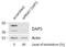 Death Associated Protein 3 antibody, 45-046, ProSci, Western Blot image 