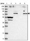 Mitogen-Activated Protein Kinase Kinase Kinase 3 antibody, NBP2-34004, Novus Biologicals, Western Blot image 