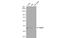 RAD51 Recombinase antibody, NB100-148, Novus Biologicals, Western Blot image 