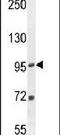 Elongation Factor Like GTPase 1 antibody, PA5-23877, Invitrogen Antibodies, Western Blot image 