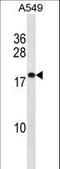 Prostaglandin E Synthase 3 antibody, LS-C162274, Lifespan Biosciences, Western Blot image 