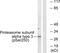 Proteasome Subunit Alpha 3 antibody, PA5-38911, Invitrogen Antibodies, Western Blot image 