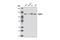 RAD21 Cohesin Complex Component antibody, 4321S, Cell Signaling Technology, Western Blot image 