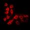 CAMP Responsive Element Binding Protein 1 antibody, orb10462, Biorbyt, Immunofluorescence image 