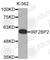 Interferon Regulatory Factor 2 Binding Protein 2 antibody, A3711, ABclonal Technology, Western Blot image 