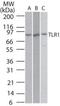 Toll-like receptor 1 antibody, PA5-23097, Invitrogen Antibodies, Western Blot image 