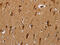 NADH:Ubiquinone Oxidoreductase Core Subunit S3 antibody, CSB-PA725678, Cusabio, Immunohistochemistry frozen image 