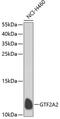 General Transcription Factor IIA Subunit 2 antibody, GTX32640, GeneTex, Western Blot image 