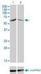 Calcium/Calmodulin Dependent Protein Kinase IV antibody, H00000814-M01, Novus Biologicals, Western Blot image 