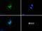 Perilipin 3 antibody, NB110-40765, Novus Biologicals, Immunocytochemistry image 
