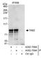 TGF-Beta Activated Kinase 1 (MAP3K7) Binding Protein 2 antibody, A302-759A, Bethyl Labs, Immunoprecipitation image 