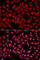 Siah E3 Ubiquitin Protein Ligase 1 antibody, A2494, ABclonal Technology, Immunofluorescence image 