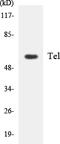 ETS Variant 6 antibody, LS-B14708, Lifespan Biosciences, Western Blot image 
