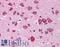 Calneuron 1 antibody, LS-B5312, Lifespan Biosciences, Immunohistochemistry paraffin image 