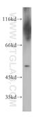 AE Binding Protein 2 antibody, 11232-2-AP, Proteintech Group, Western Blot image 