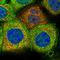 Makorin Ring Finger Protein 3 antibody, HPA029494, Atlas Antibodies, Immunofluorescence image 