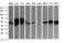 Zinc Finger And SCAN Domain Containing 21 antibody, M11874-1, Boster Biological Technology, Western Blot image 