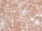 Microtubule Associated Protein 4 antibody, PA5-35920, Invitrogen Antibodies, Immunohistochemistry paraffin image 