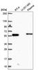 Coiled-Coil Domain Containing 65 antibody, HPA057573, Atlas Antibodies, Western Blot image 