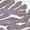 Programmed Cell Death 2 Like antibody, PA5-65704, Invitrogen Antibodies, Immunohistochemistry frozen image 