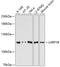 La Ribonucleoprotein Domain Family Member 1B antibody, A12858, Boster Biological Technology, Western Blot image 