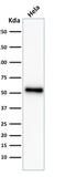 p53 antibody, AE00124, Aeonian Biotech, Western Blot image 