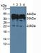 Heparin Binding Growth Factor antibody, LS-C314576, Lifespan Biosciences, Western Blot image 