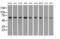 Sorting Nexin 9 antibody, MA5-25122, Invitrogen Antibodies, Western Blot image 